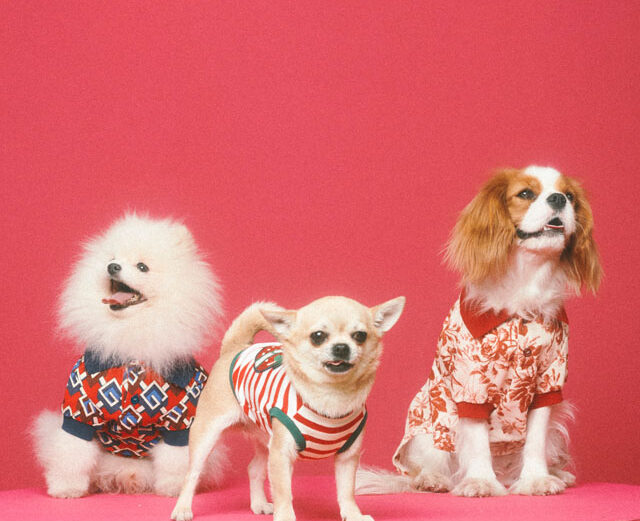 HAUTE STYLE FOR PETS / Gucci Pet Collection