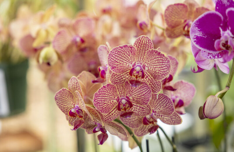 ORCHIDS IN BLOOM FESTIVAL