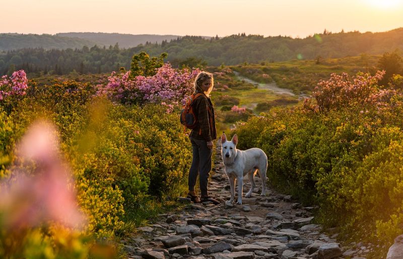 A hiker and her dog at sunset in Dolly Sods, West Virginia