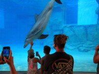 People watching a dolphin swim in an aquarium.