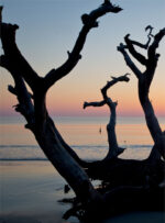 Silhouetted tree branches against a colorful sunset over calm water.