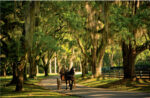 Horse-drawn carriage traveling down a tree-lined path.