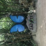 Large blue butterfly wings art installation at Zapote in a forested area.