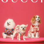 Three small dogs dressed in colorful outfits against a red background with 'GUCCI' text.