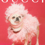 A dog dressed in a fluffy pink outfit posing against a red background.