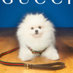 Fluffy white Pomeranian puppy sitting on a Gucci-branded floor.