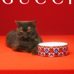 A fluffy black cat sits next to a stylish red and white Gucci bowl on a red background.
