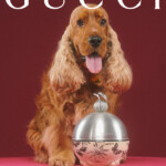 A golden Cocker Spaniel with long ears sitting beside a silver Gucci ornament.