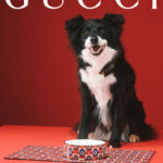 A happy black and white dog sitting by a colorful bowl against a red background.