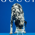 A Dalmatian dog drinking from a bowl against a blue background with 'Gucci' text.