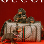Three dachshund puppies with a Gucci bag on a red background.