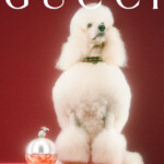 A white poodle sitting elegantly with a perfume bottle against a red backdrop.