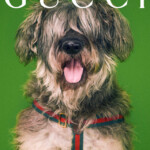 A shaggy dog with a green background and Gucci collar.