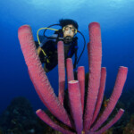 Scuba diver exploring vibrant pink coral sponge underwater.
