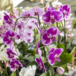 Vibrant purple and white orchids blooming in a garden setting.