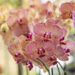 Close-up of vibrant pink orchids with intricate patterns.