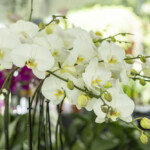 Elegant white orchids blooming in a garden setting.