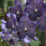 Close-up of deep purple orchids with intricate patterns and a hint of white.