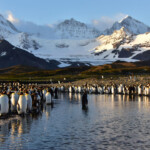 A large group of penguins gathered near icy mountains at sunset.
