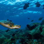A sea turtle swimming underwater near coral and fish.