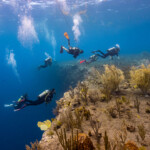 Group of scuba divers exploring a vibrant coral reef underwater.