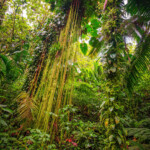 Lush tropical rainforest with dense green foliage and hanging vines.
