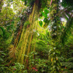Lush tropical rainforest with dense green foliage and hanging vines.