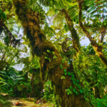 Mount Scenery Lush green moss covers ancient tree branches in a dense forest.