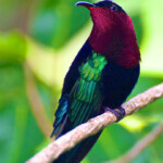 Purple Throated Carib near the Trail Shop in Windwardside A colorful hummingbird with vibrant green and red feathers perched on a branch.