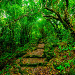 Stone steps leading through a lush green forest.