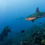 A diver swims near a shark in clear blue ocean water.