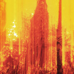 Intense forest fire with bright flames consuming tall trees.