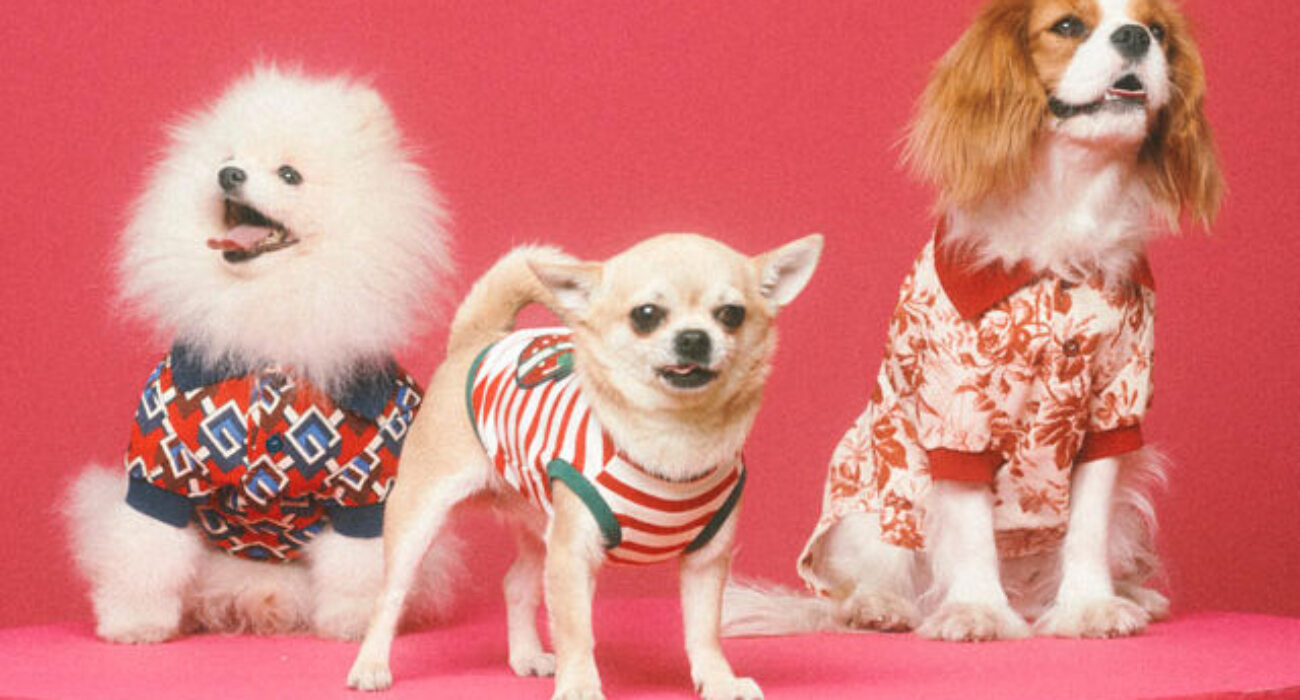 Three small dogs wearing colorful sweaters posing against a pink background.