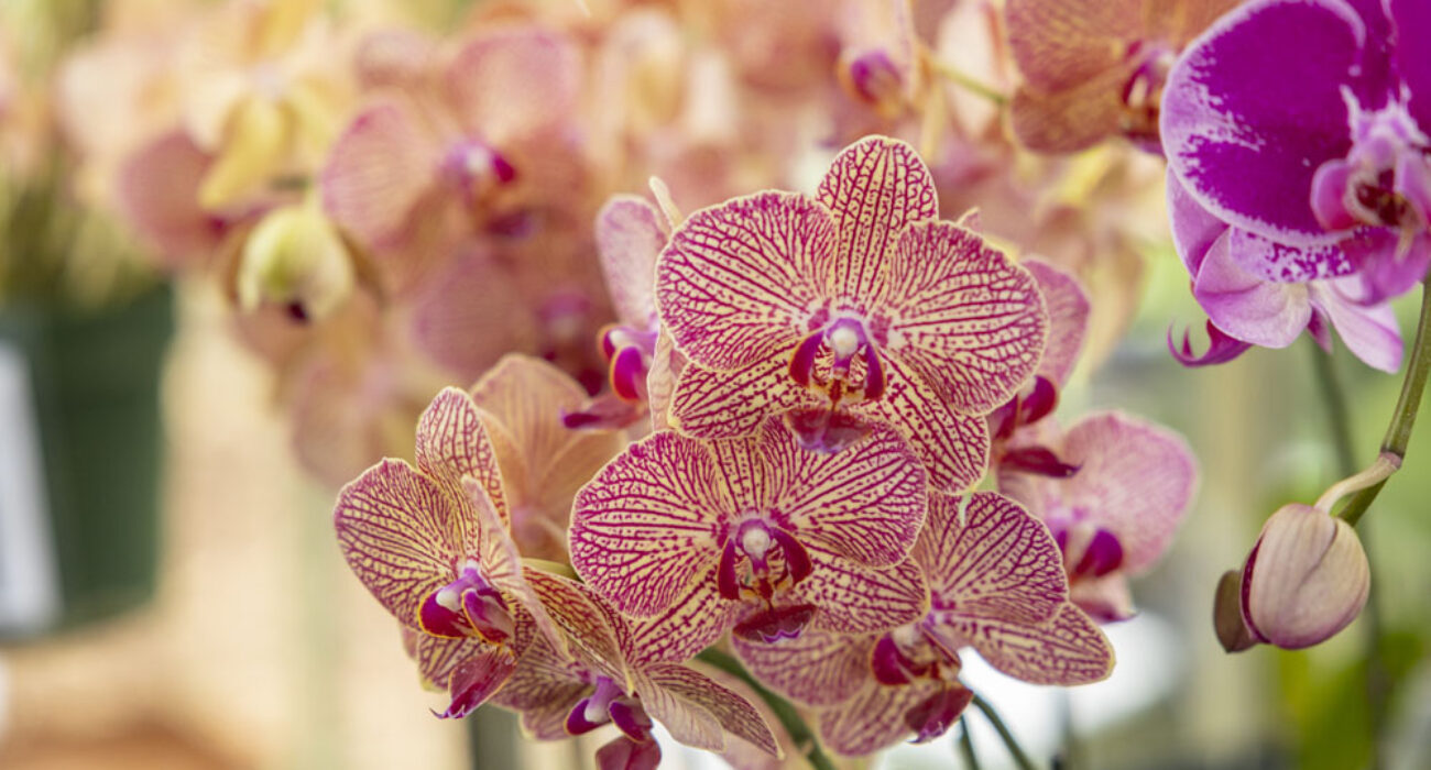 Close-up of vibrant pink orchids with intricate patterns.